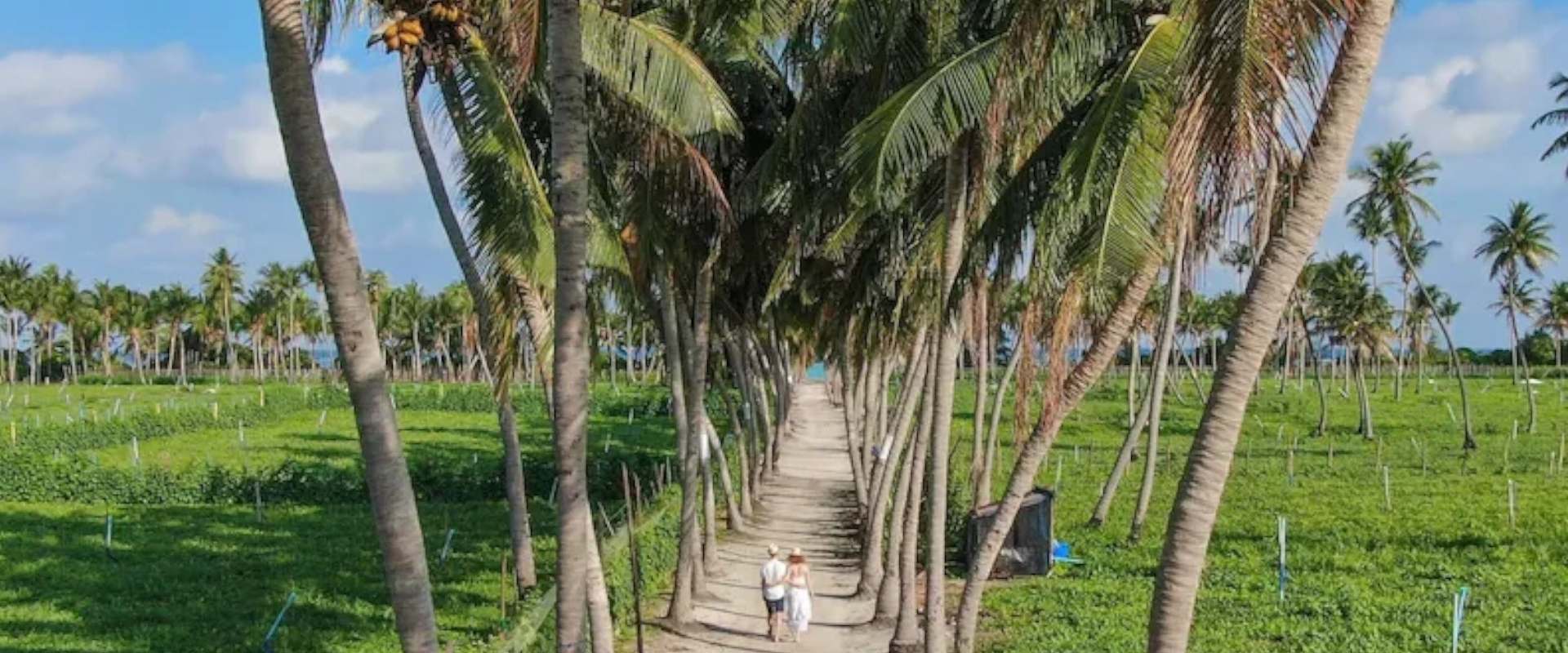 Couple walking the palm-lined farm path across Thoddoo