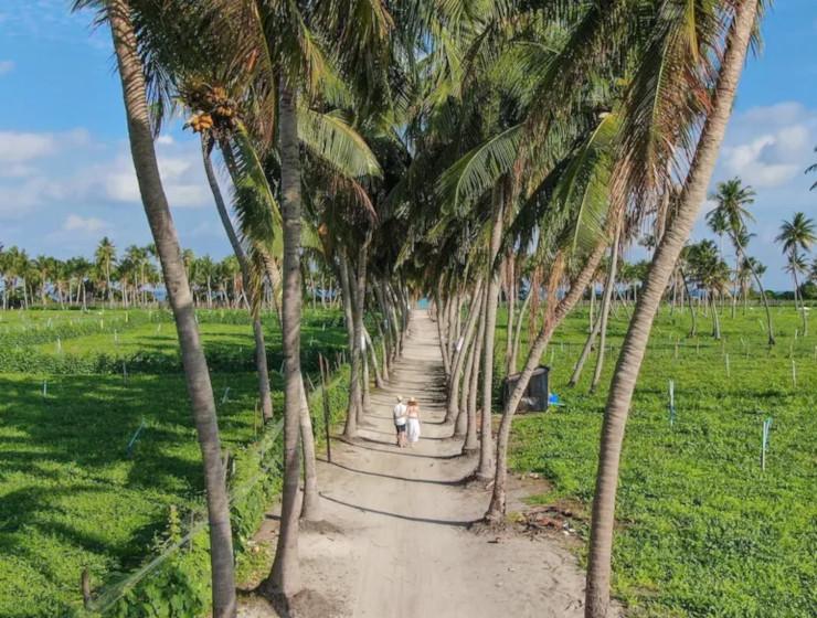 Palm-lined sandy path through Thoddoo's fruit farms